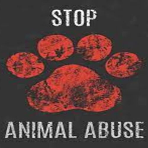 An overview of Animal Abuse and laws protecting Animal abuse